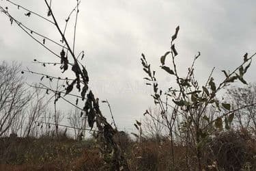 Landplot by the address st. Tekstilshchikov (area 7 acr) - Atlanta.ua - photo 13