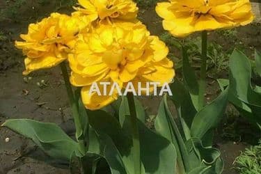 Landplot by the address st. Shevchenko (area 150 acr) - Atlanta.ua - photo 11