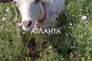 Landplot by the address st. Mitskevicha (area 10 acr) - Atlanta.ua - photo 32