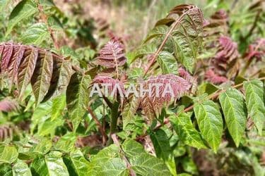 Участок по адресу (площадь 5,9 сот) - Atlanta.ua - фото 4